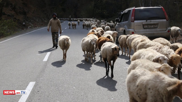 «Идем уже 4-5 дней»: арцахские пастухи пешком ведут стада овец в Армению